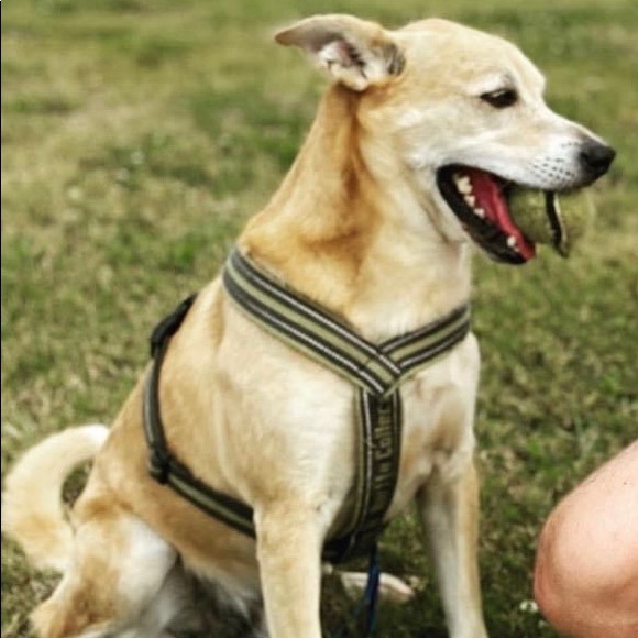 hurtta padded y harness